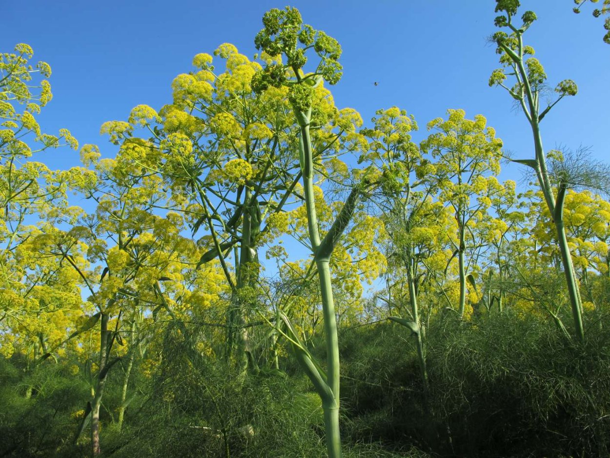 Ферула джунгарская