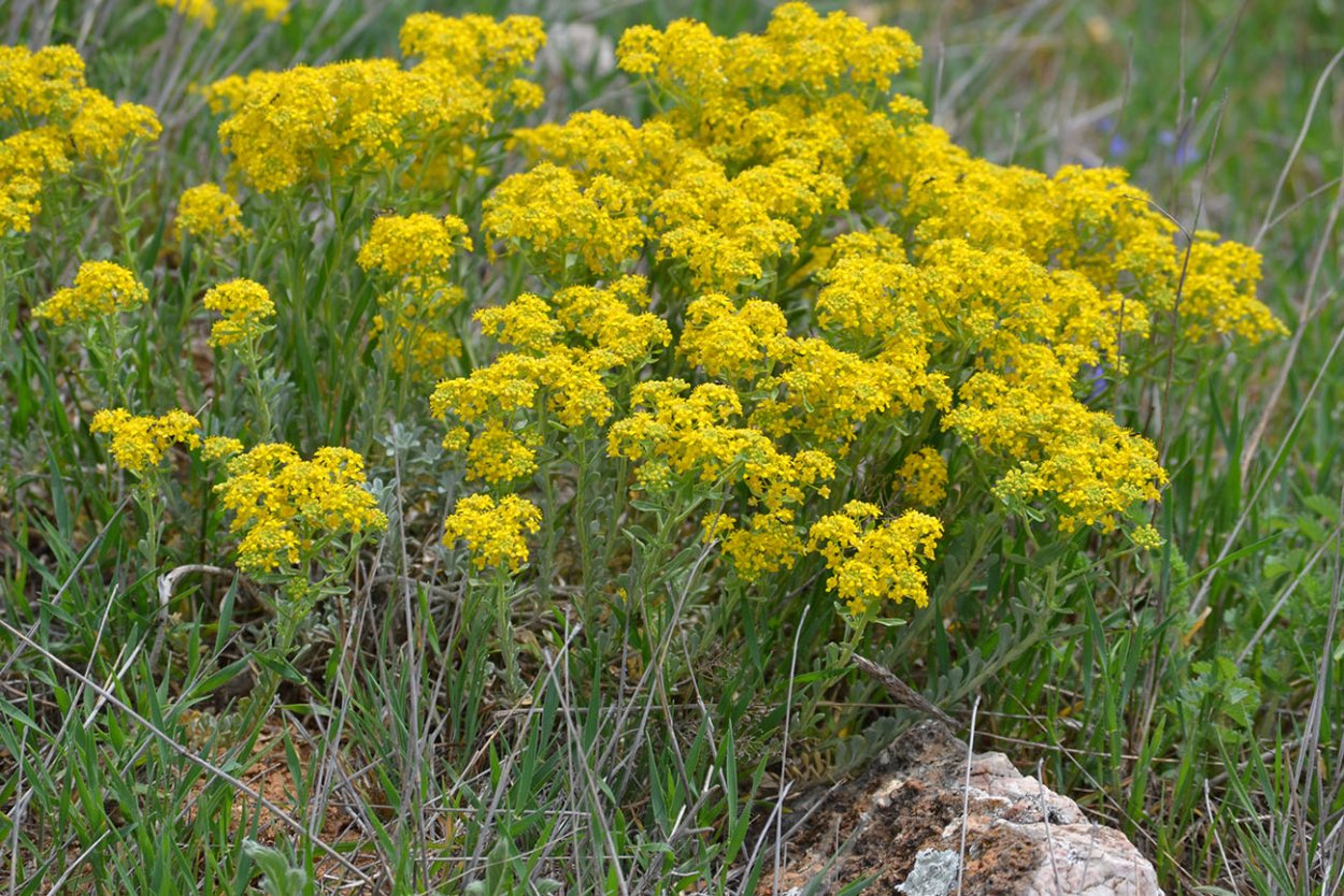 Астрал шерстисто цветковый