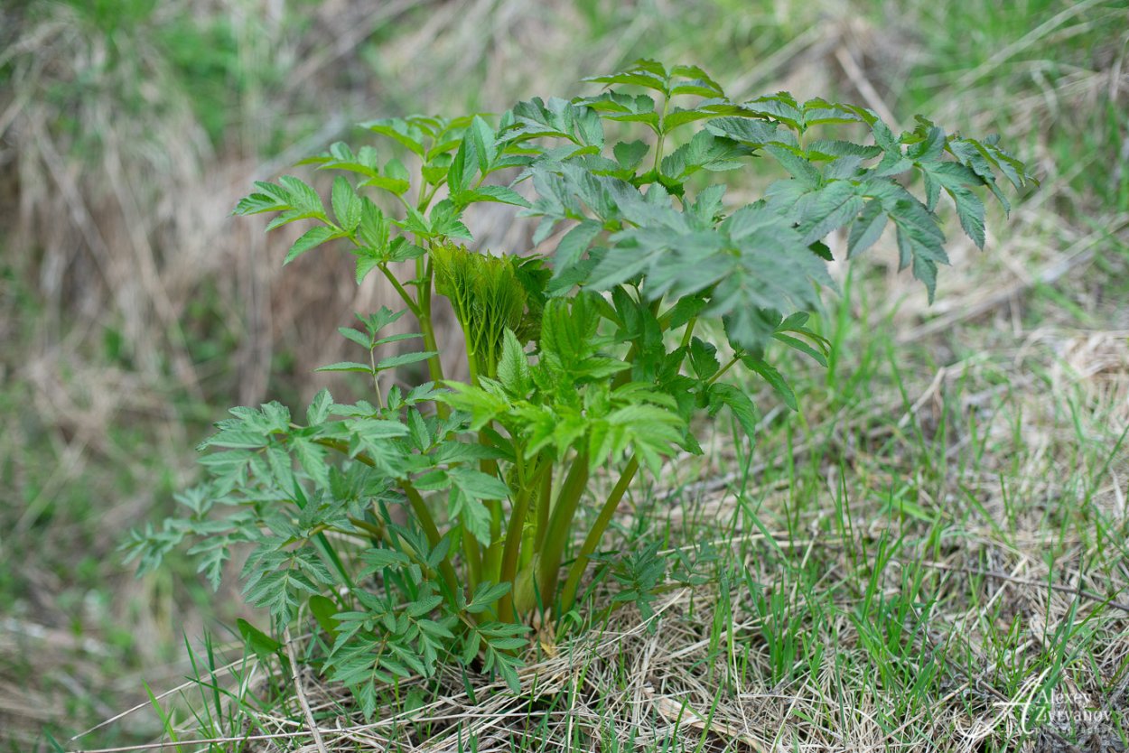 Каврак асафетида