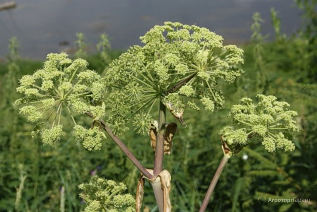 Омик Адамов корень