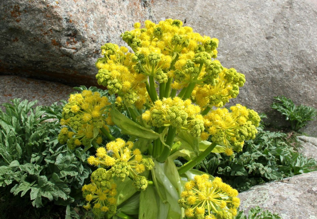 Ферула джунгарская