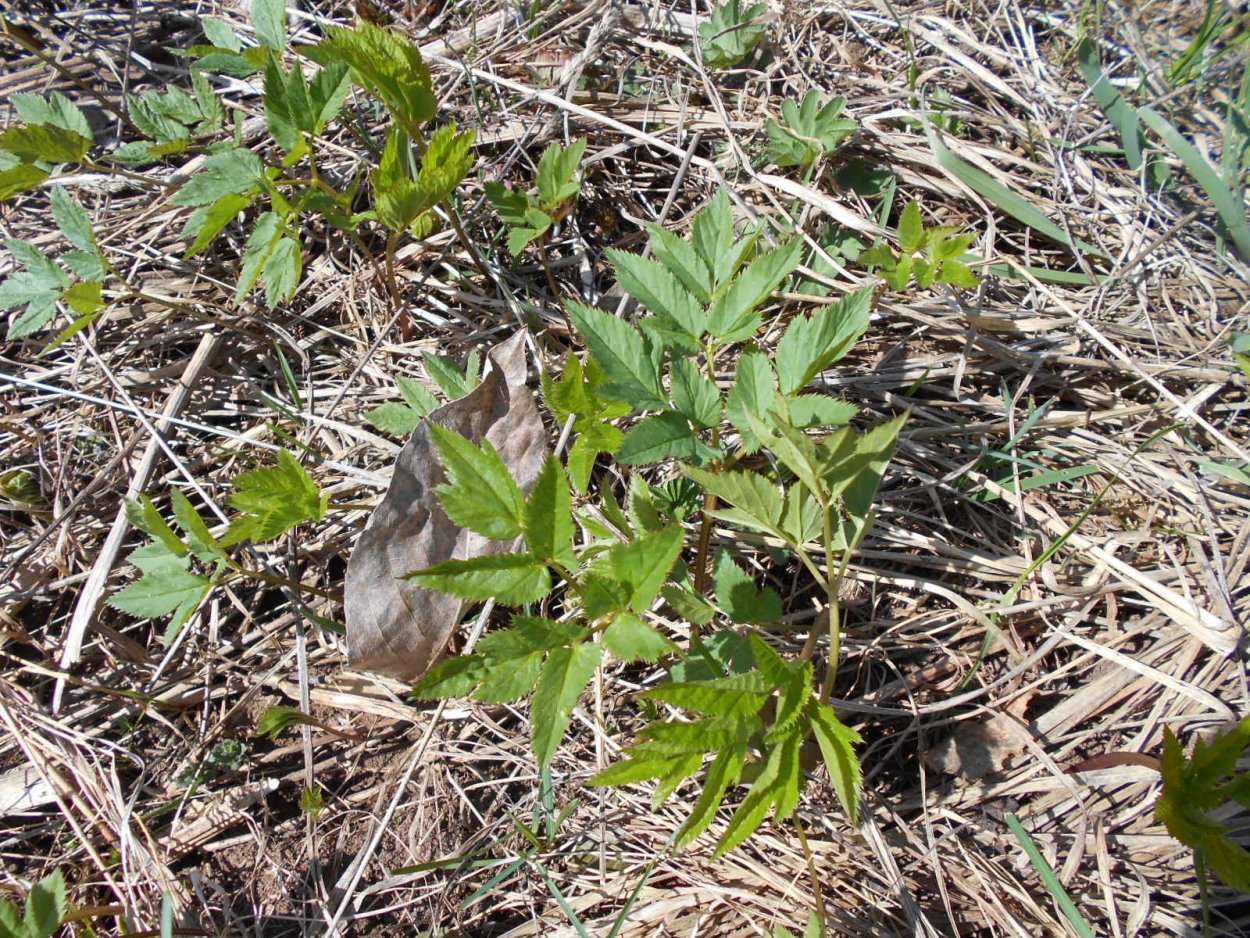 Клещевина Северная Пальма