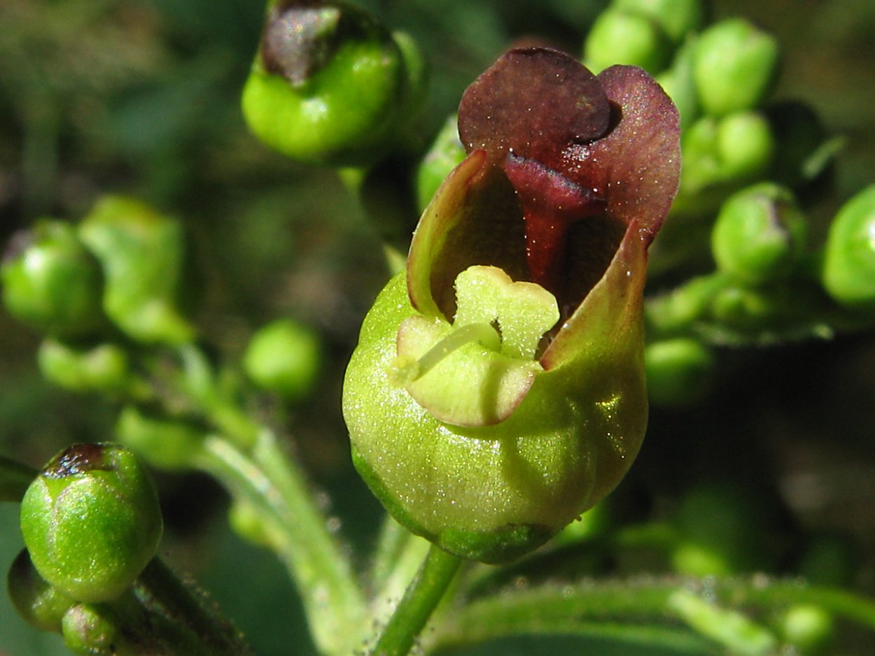 Скрофулярия (Норичник)