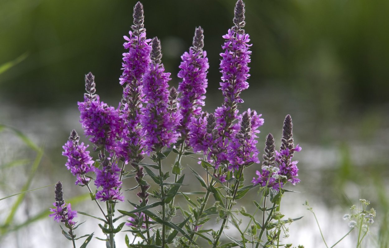 Полевица Полевая