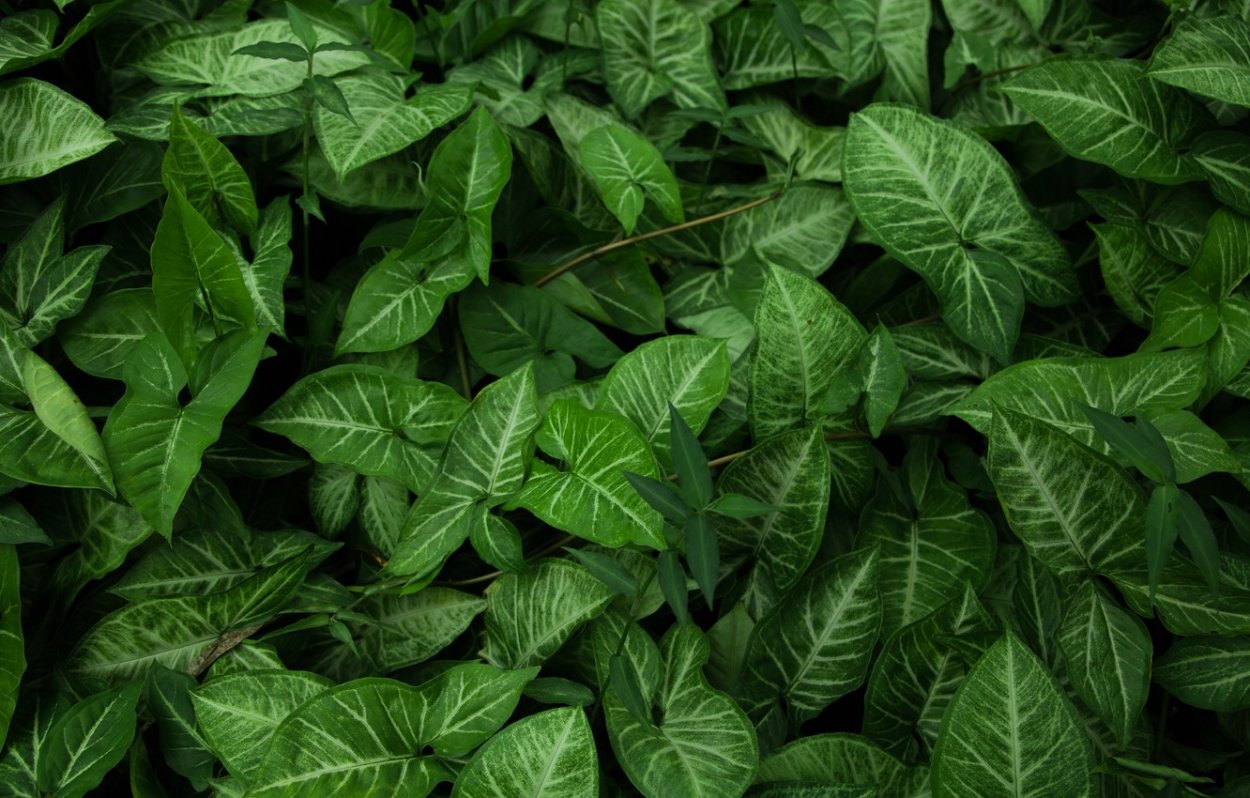 Пилея зелёная