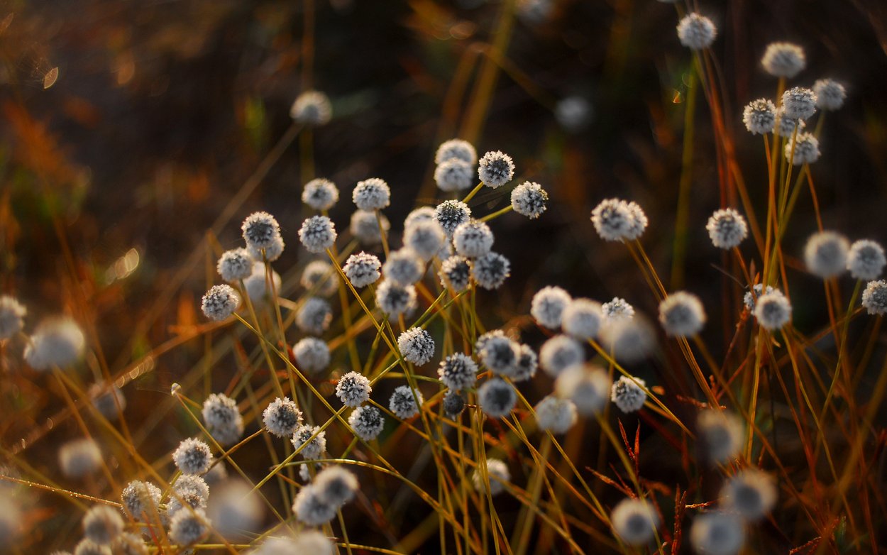 Лютик едкий