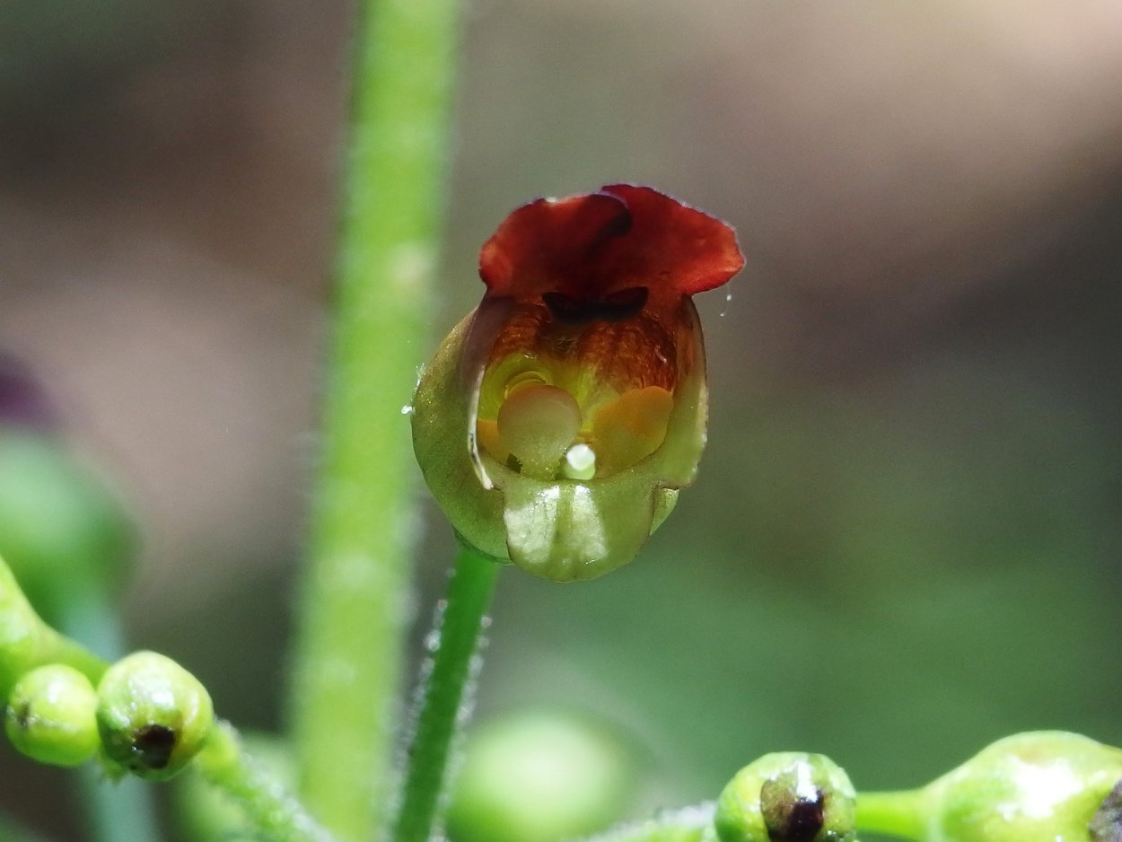 Зеленый лист