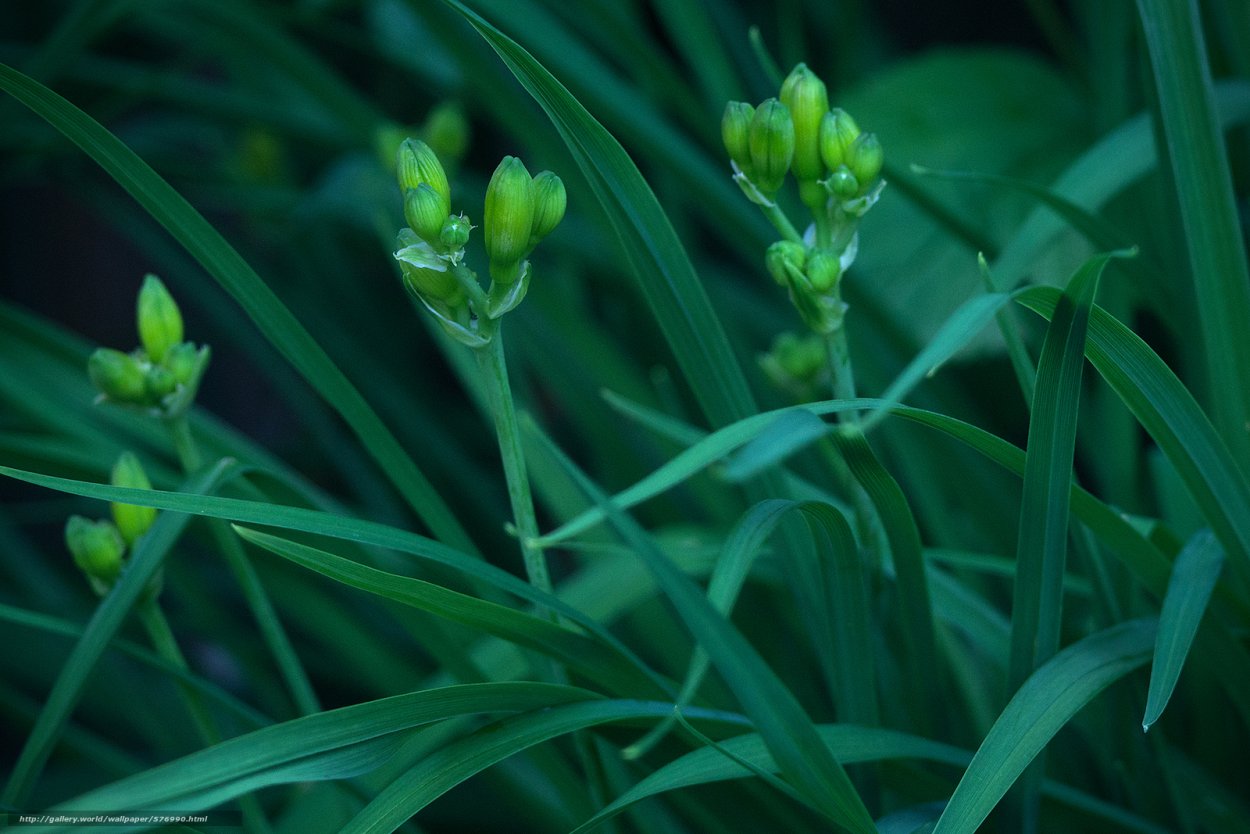 Макрофотографии цветов и растений