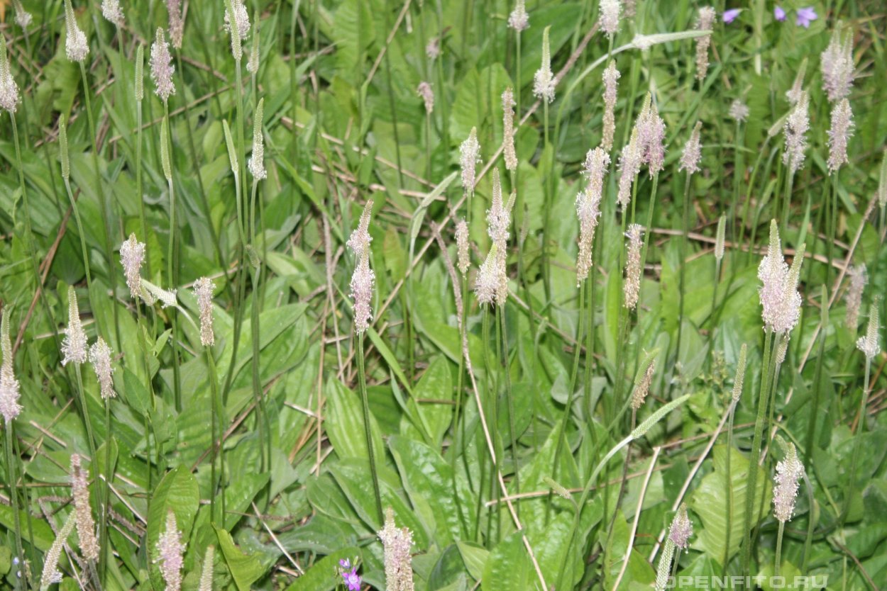 Лён Луговой растение