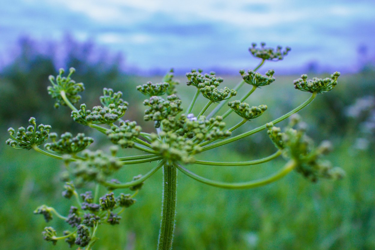 Плоды репейника