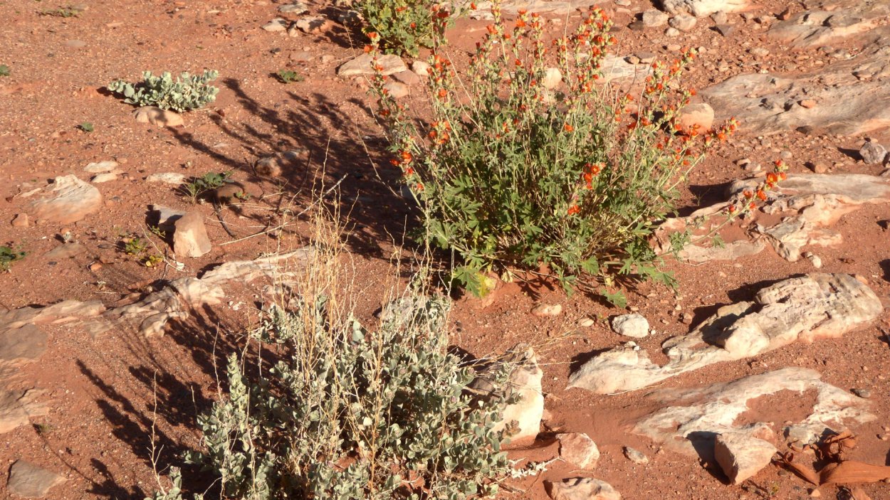 Каштановые почвы полупустынь