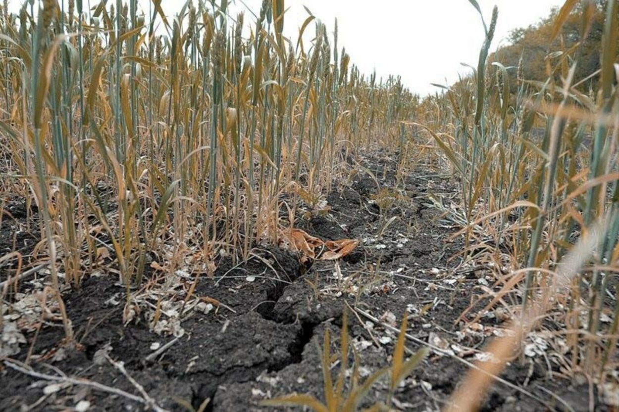 Засуха в Удмуртии 2021