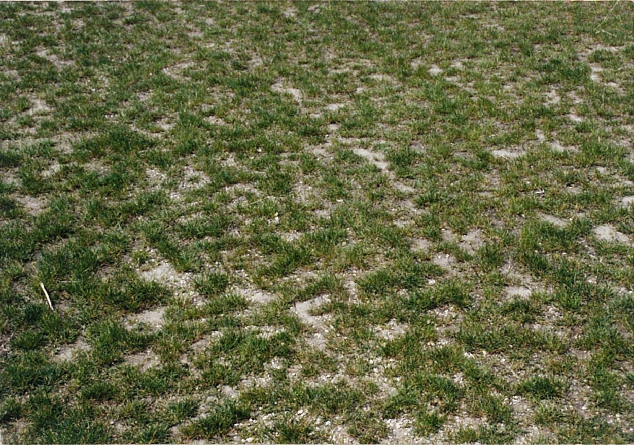 Растение солянка холмовая