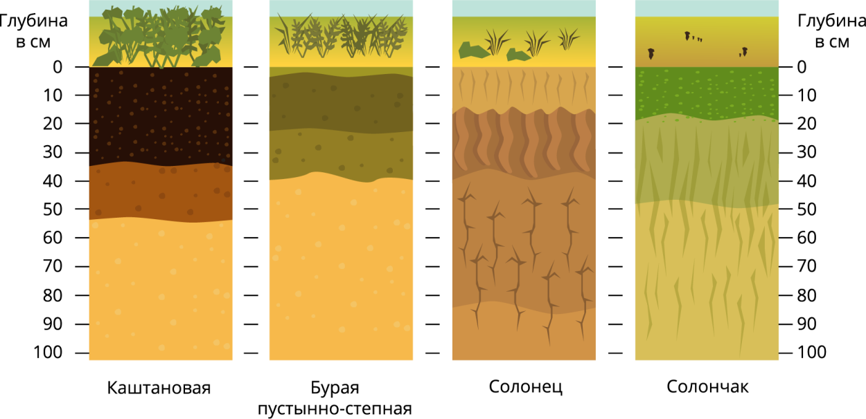 Солонцы почвенный разрез