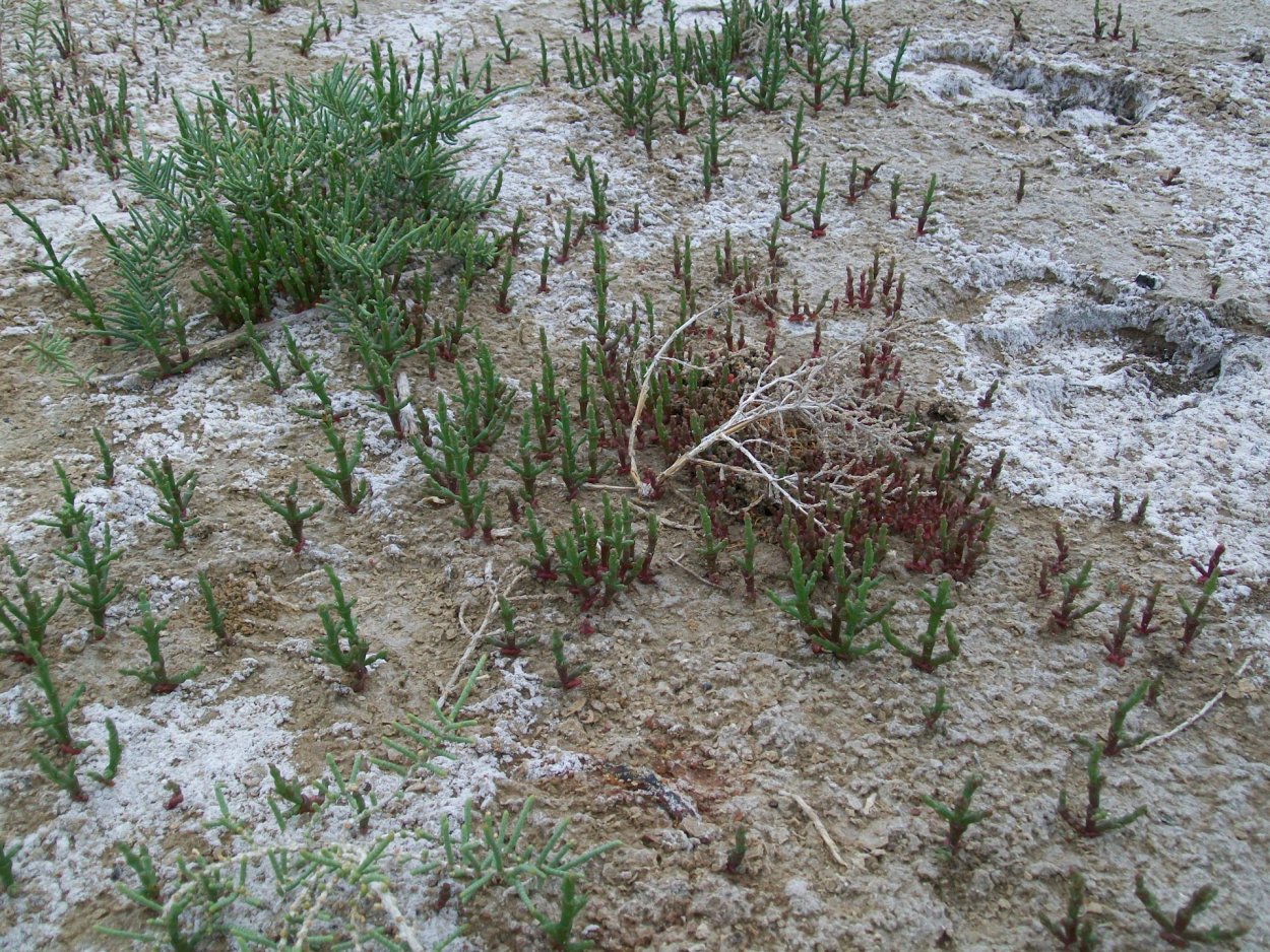 Солерос солончаковый