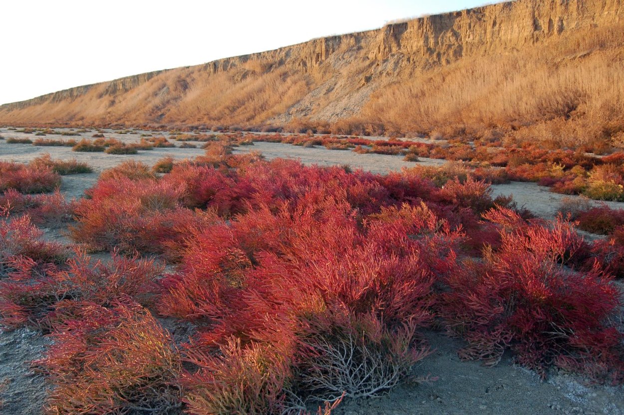 Озеро солерос Калмыкия Цветущий Гребенчук кусты
