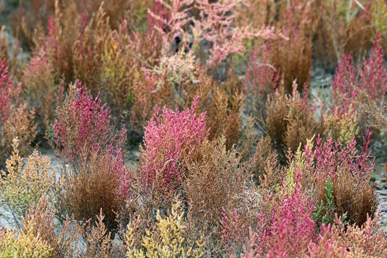 Сарсазан шишковатый