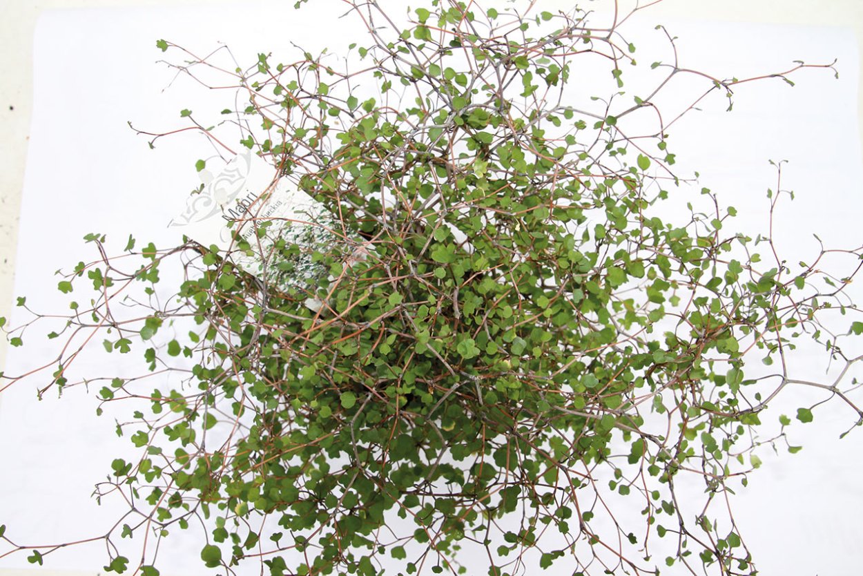 Мюленбекия грандифлора