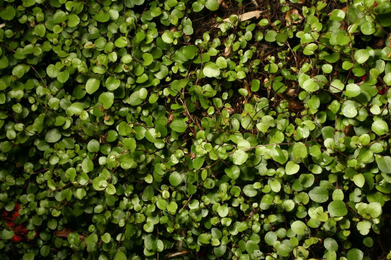 Хризантема мюленбекия