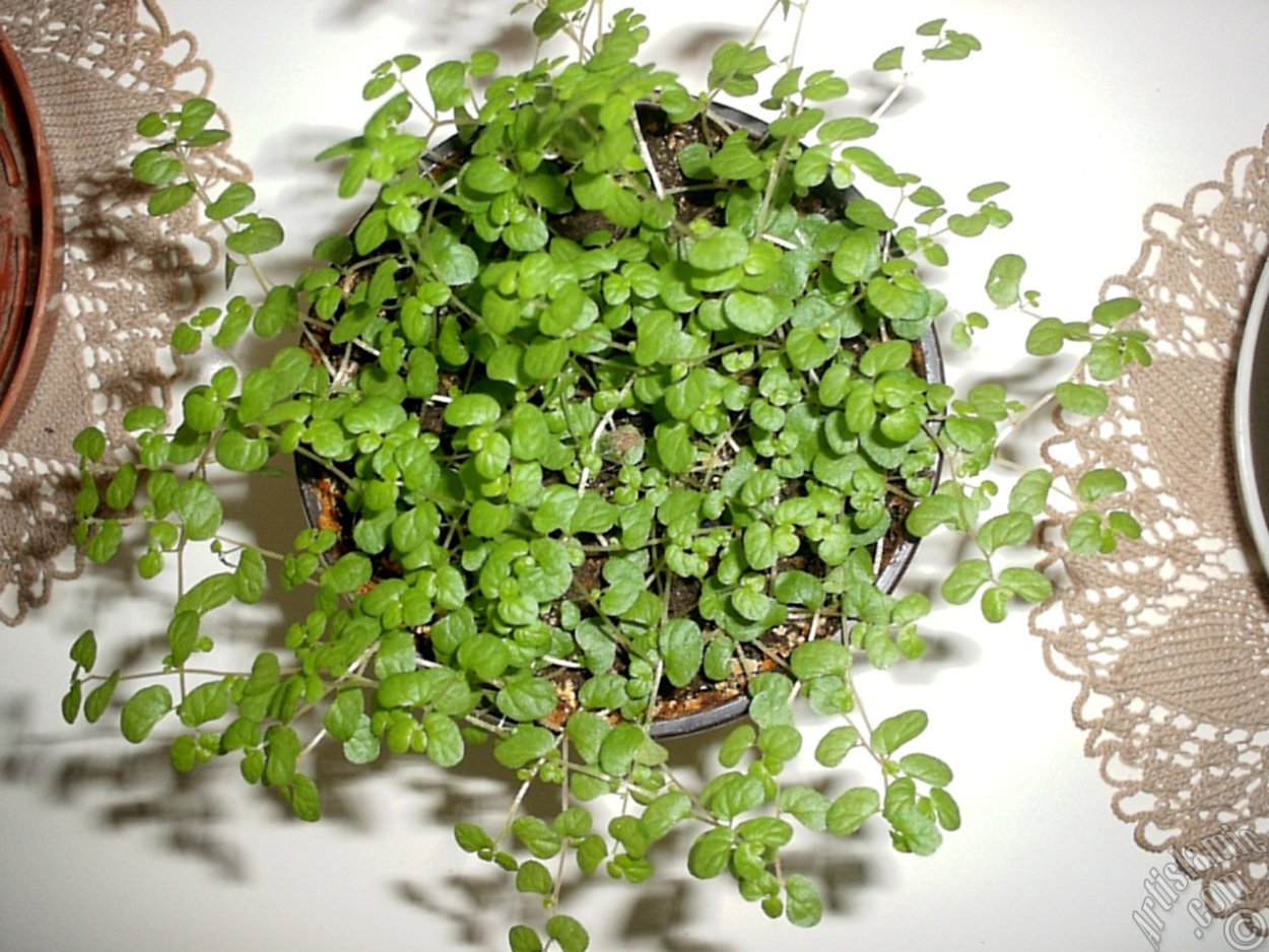 Лиана мюленбекия