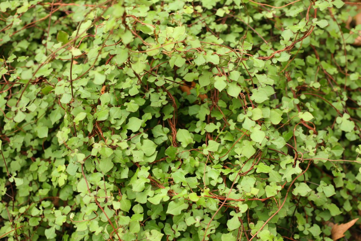 Мюленбекия плосковеточная