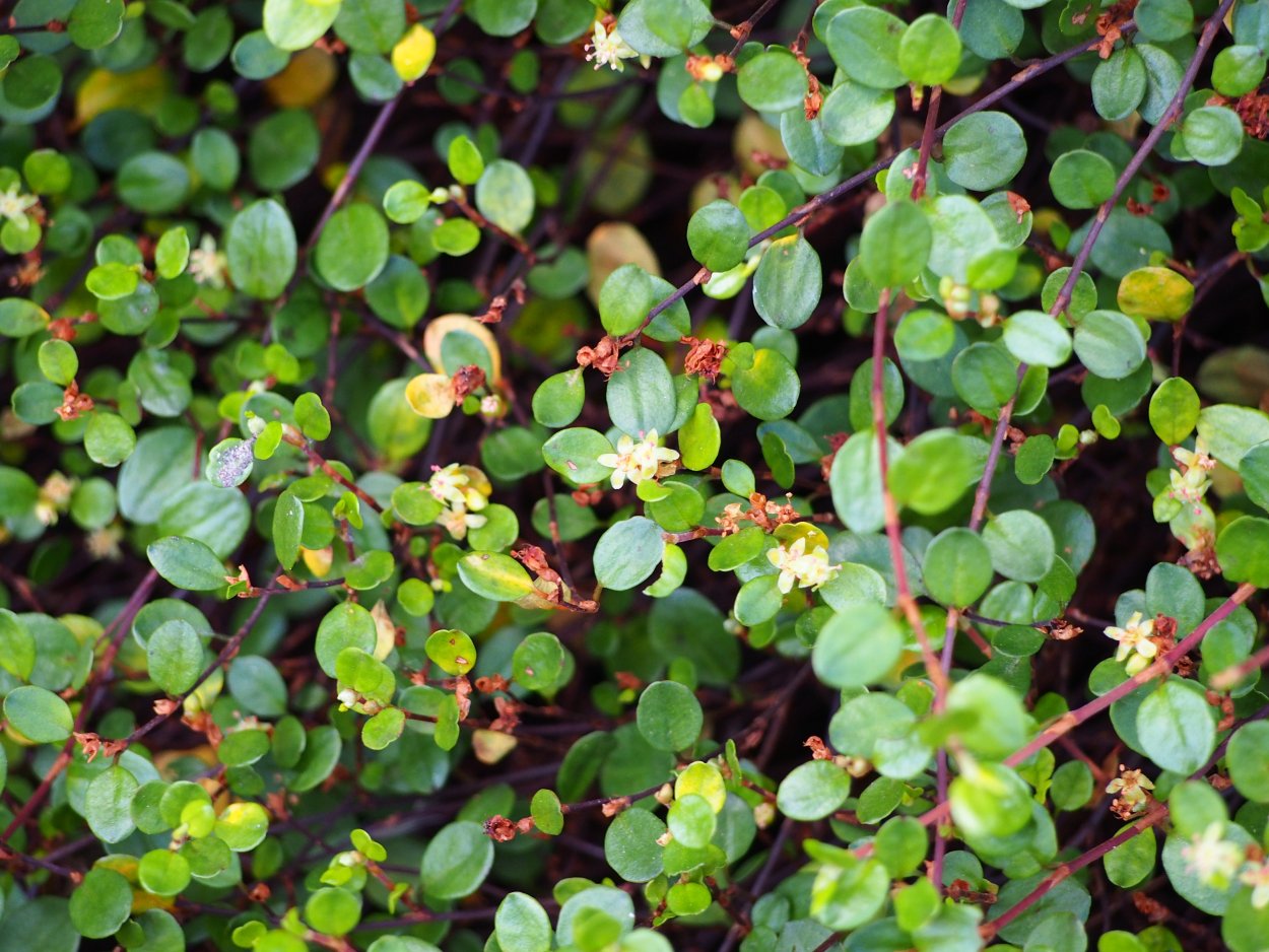 Мюленбекия почвопокровная