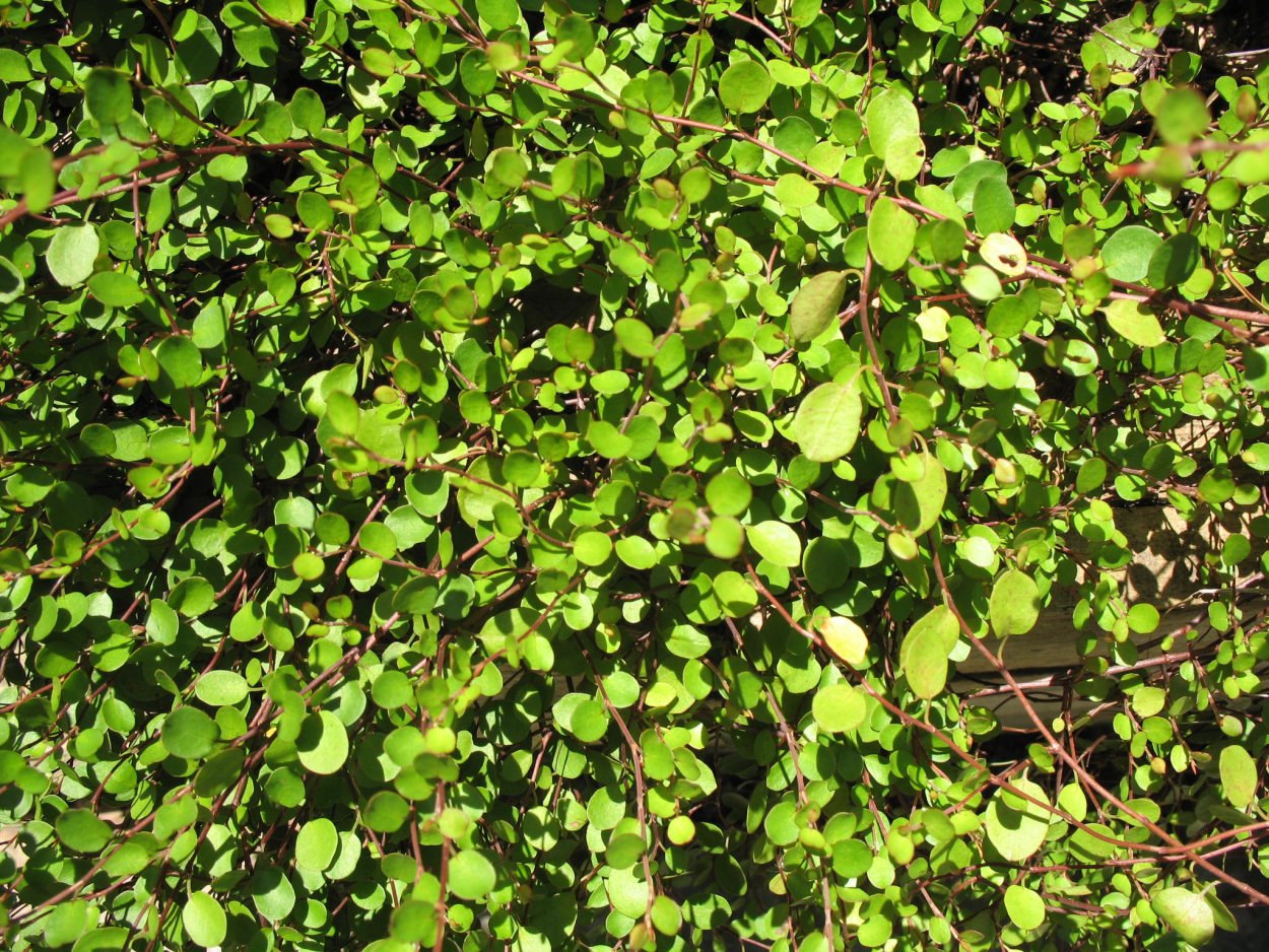 Мюленбекия Пинк камуфляж