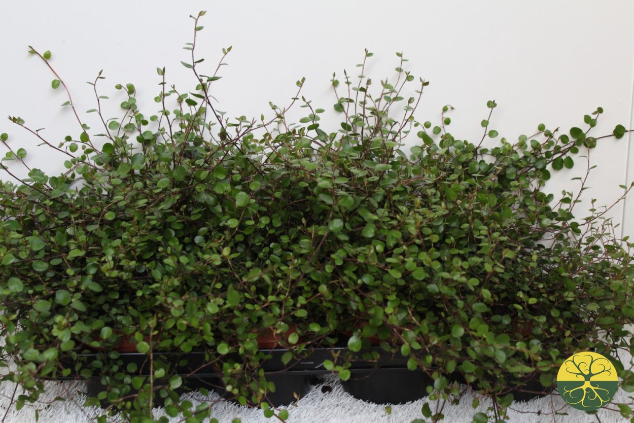 Мюленбекия ампельная цветение