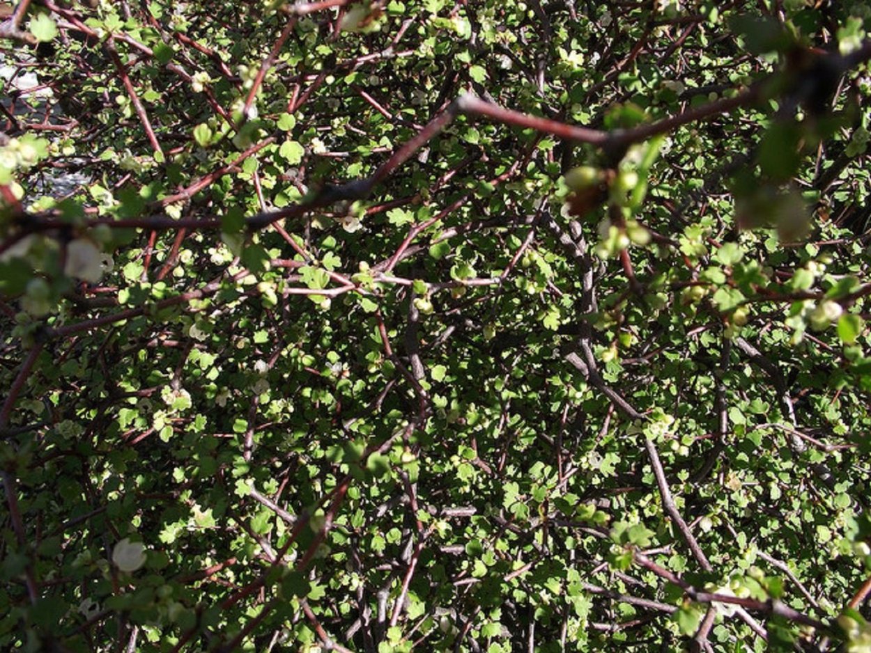 Мюленбекия ПАЗУШНАЯ