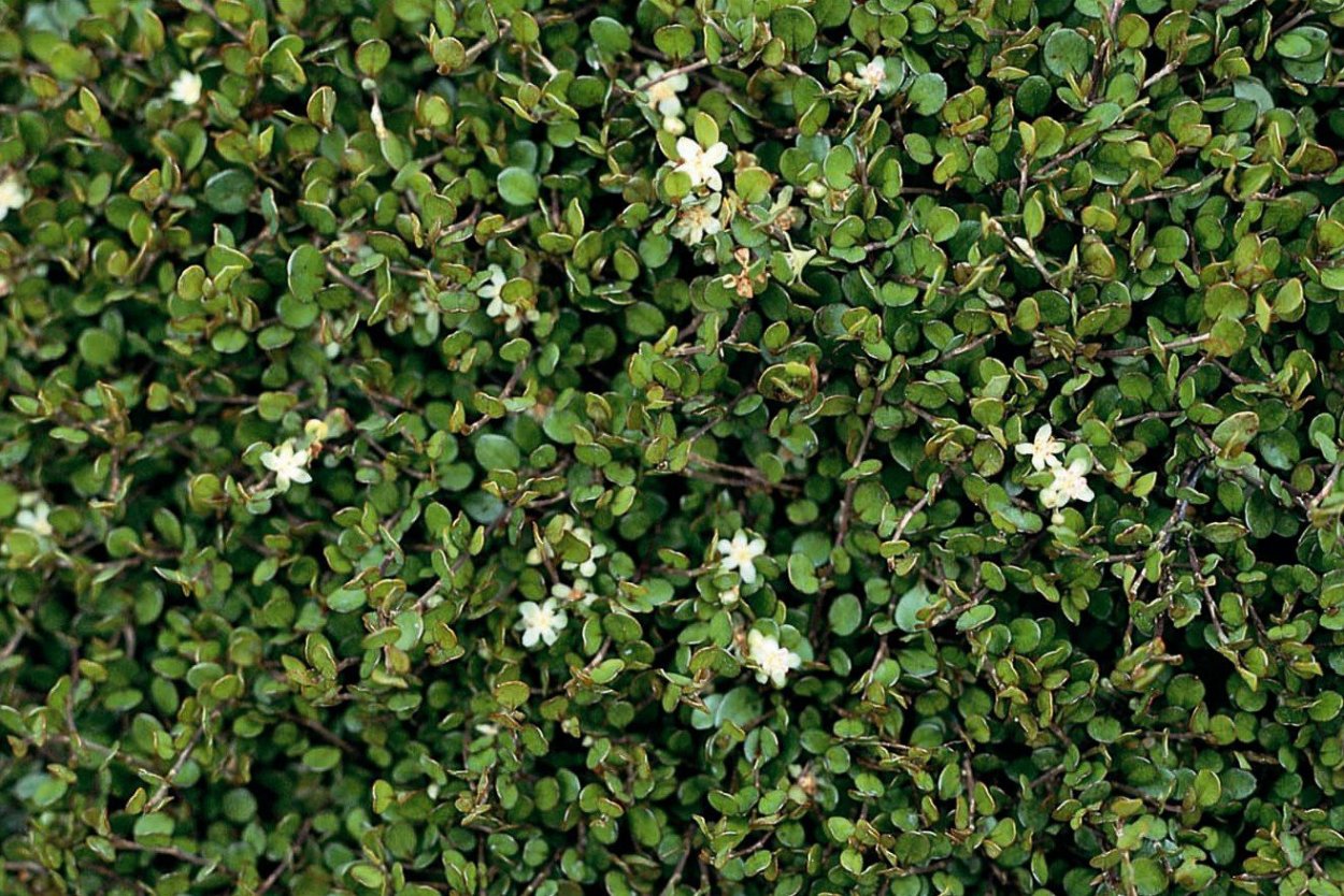 Мюленбекия плосковеточная