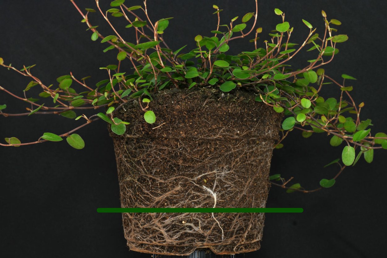 Мюленбекия спутанная