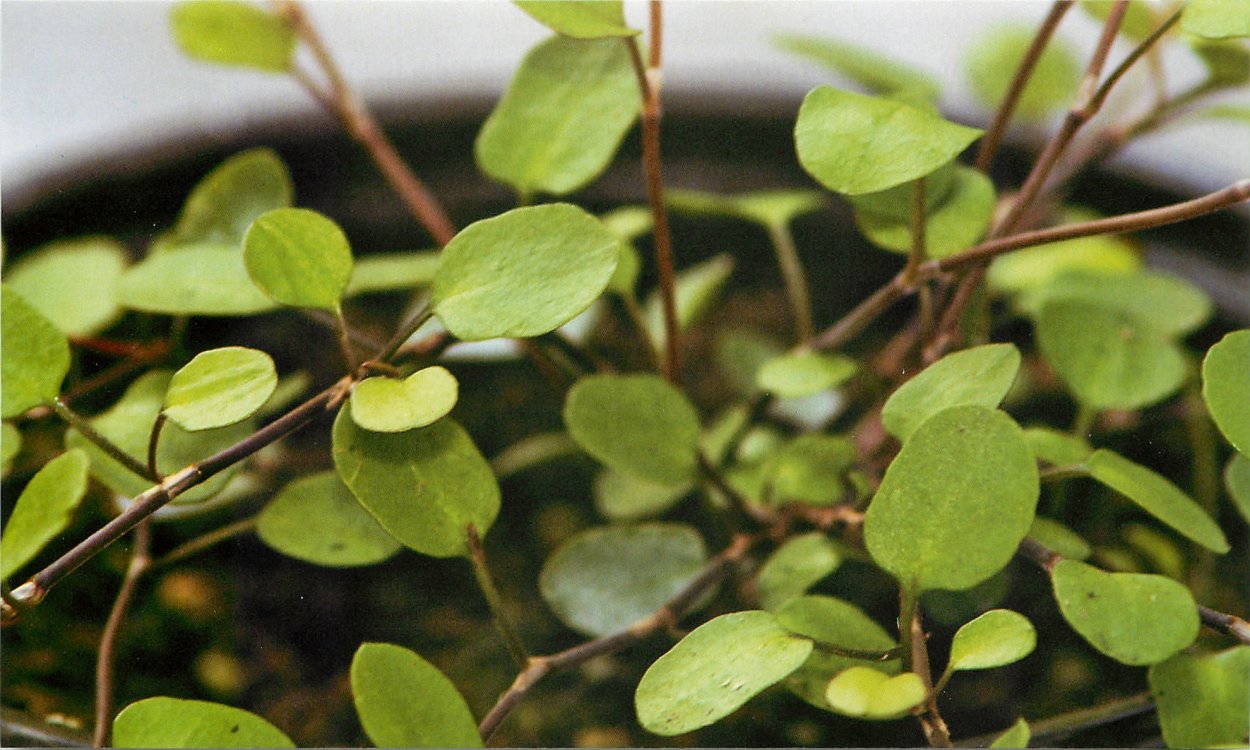 Муленбекия Mix, укорененные черенки