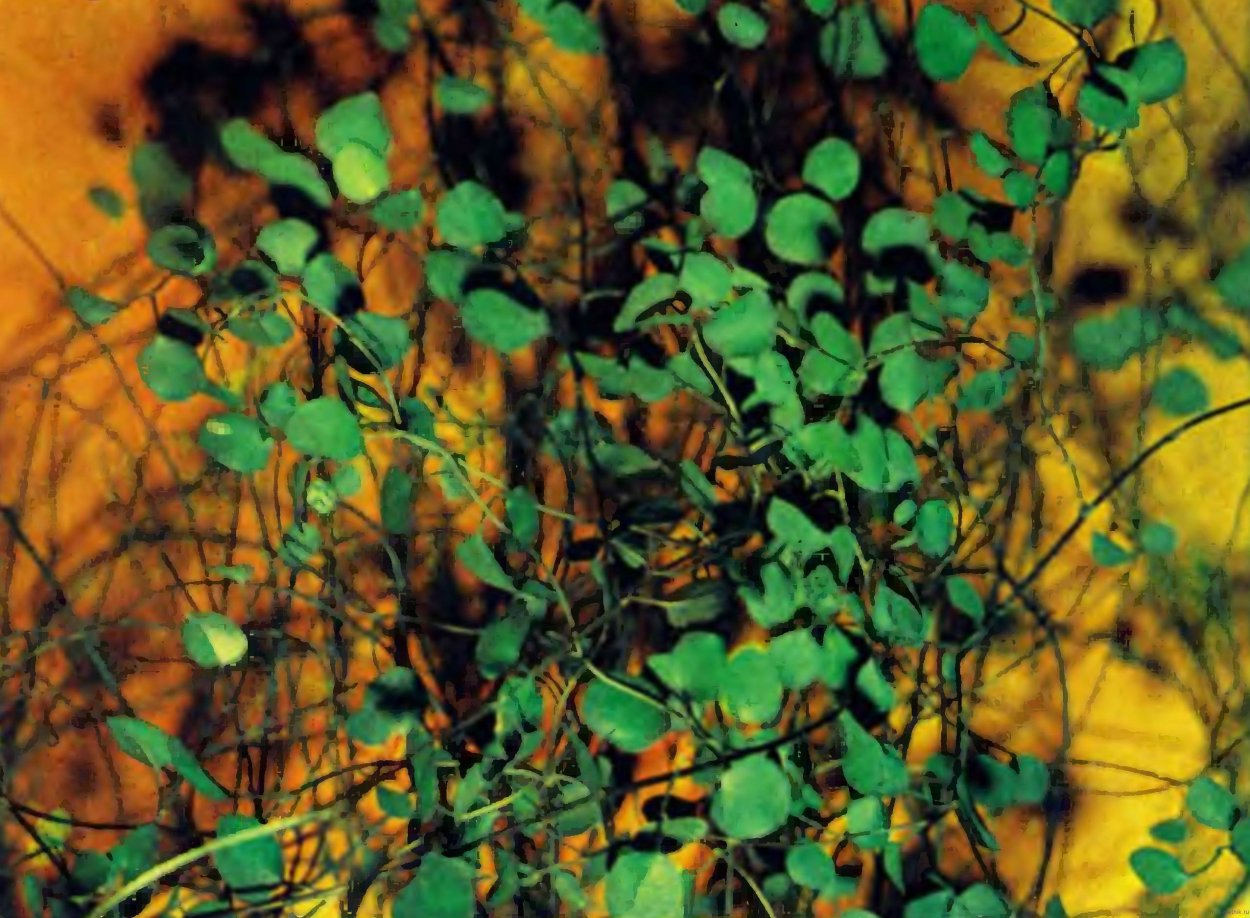 Мюленбекия ампельная