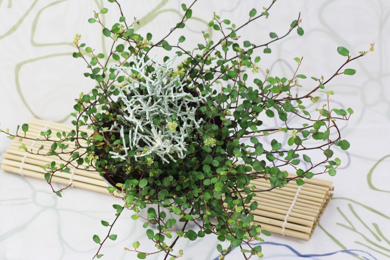 Мюленбекия цветет