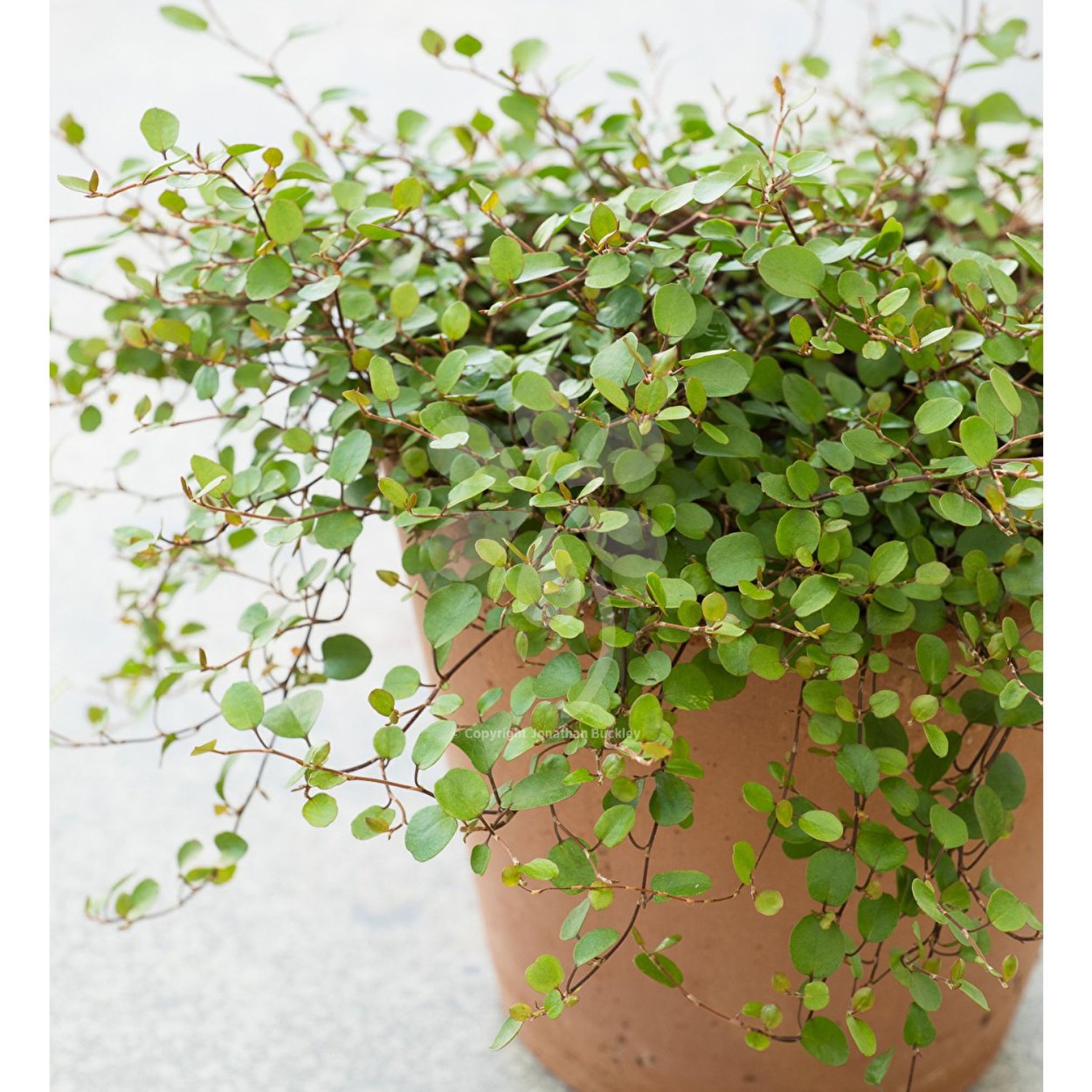 Традесканция мюленбекия