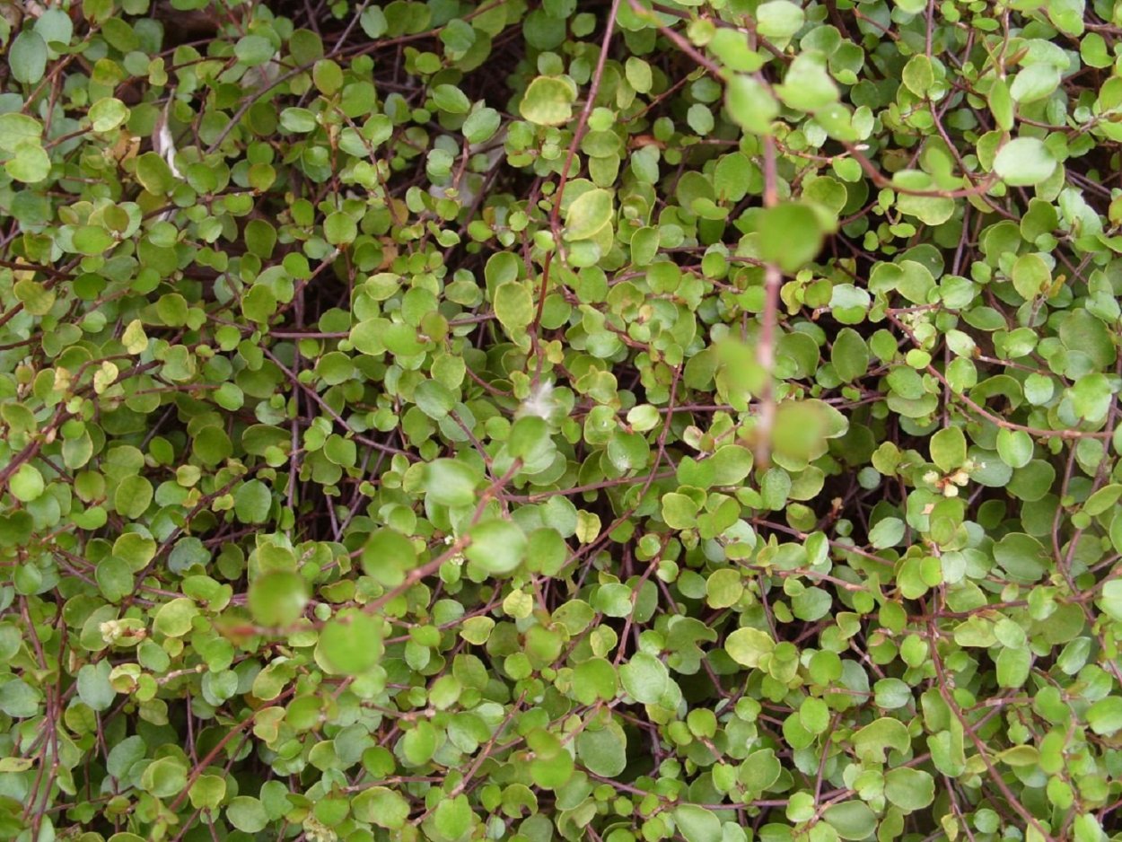 Мюленбекия охватывающая