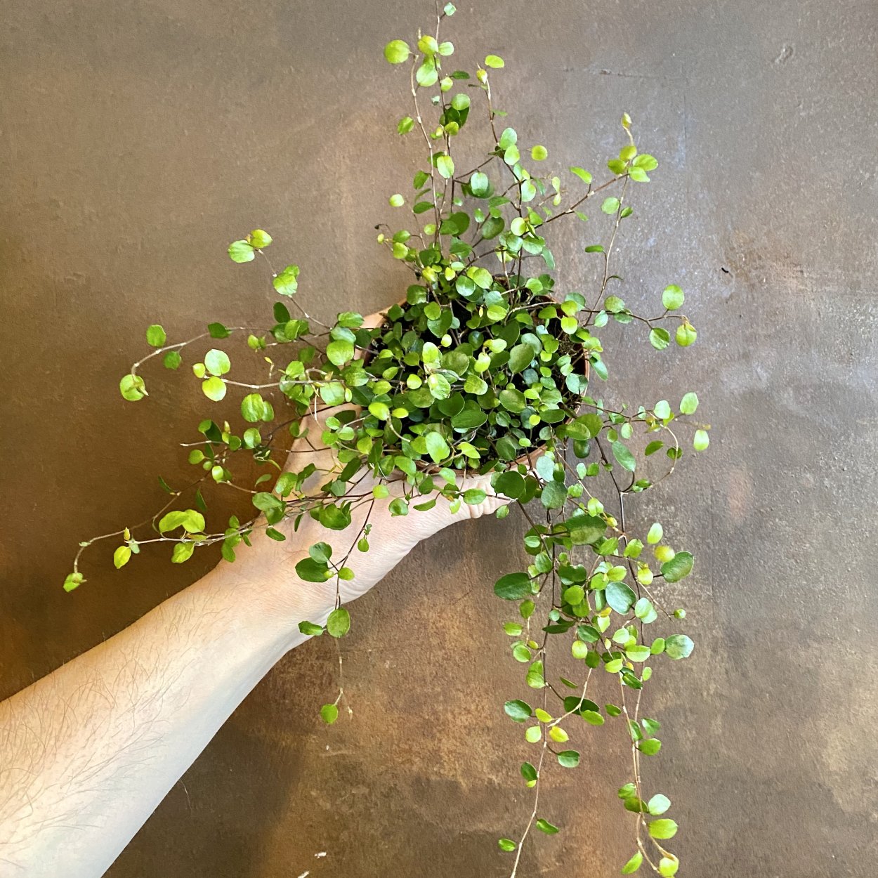 Мюленбекия спутанная