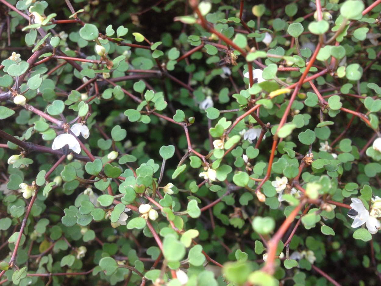 Мюленбекия ПАЗУШНАЯ