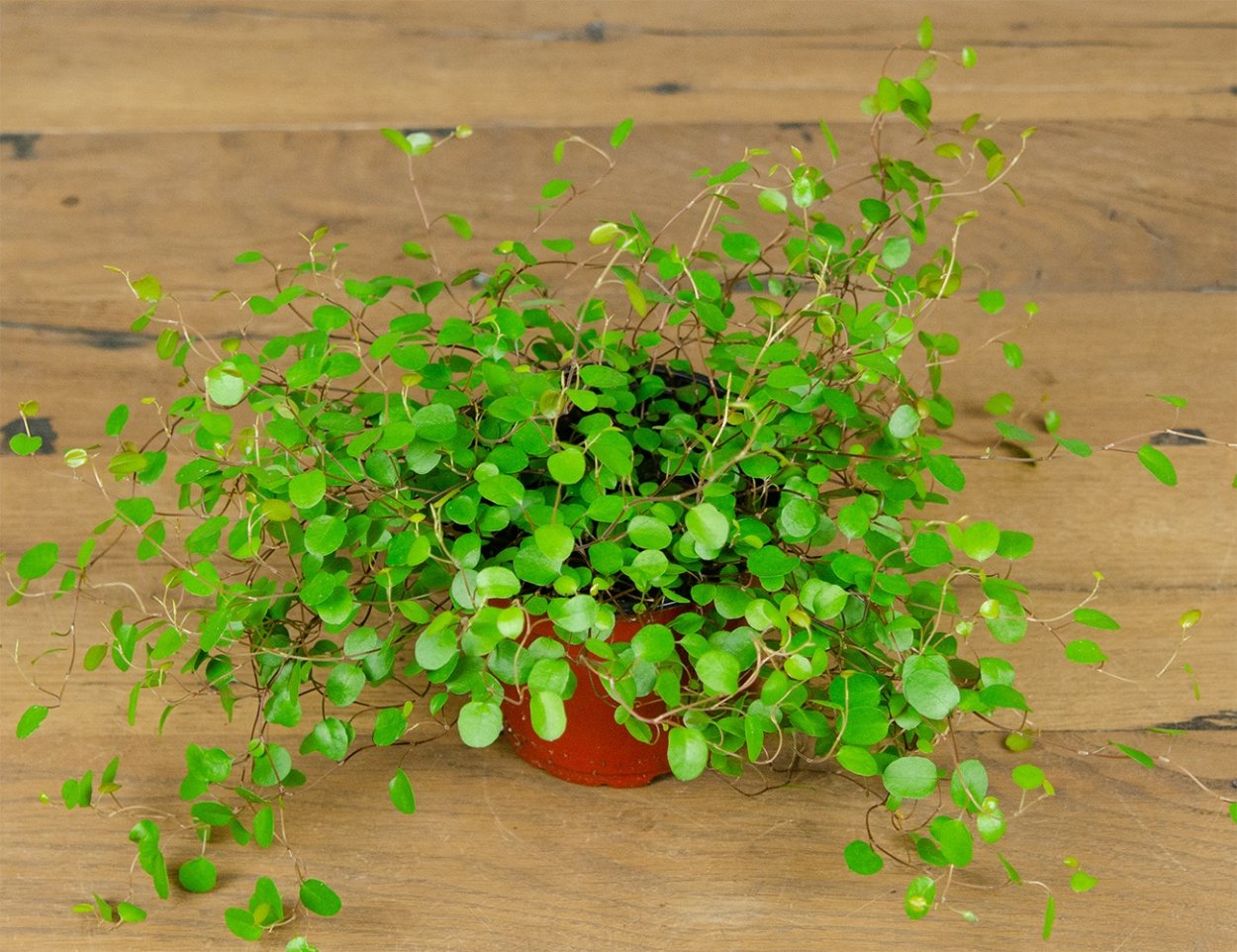 Мюленбекия ампельная