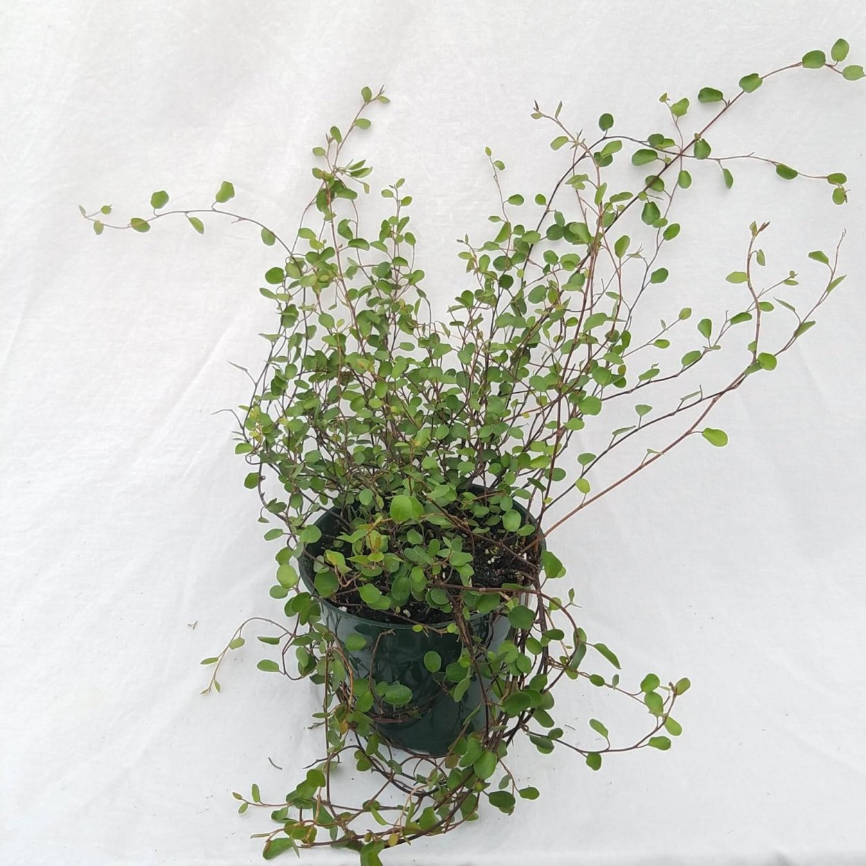 Мюленбекия мажор