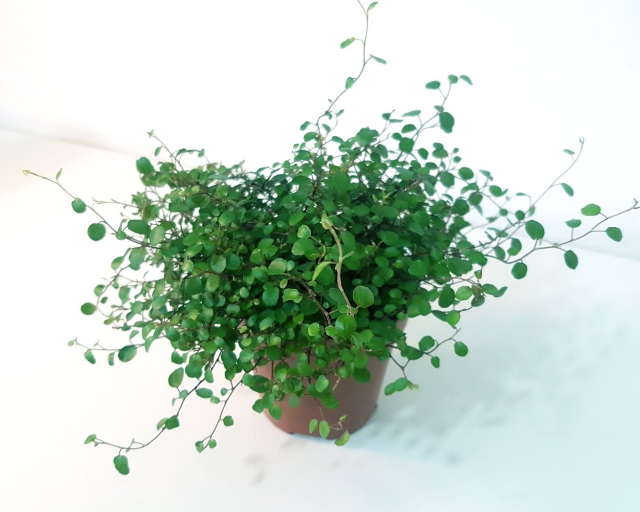 Традесканция мюленбекия