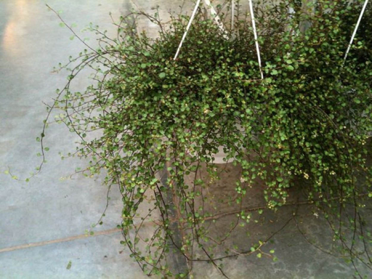 Мюленбекия плоскостебельная