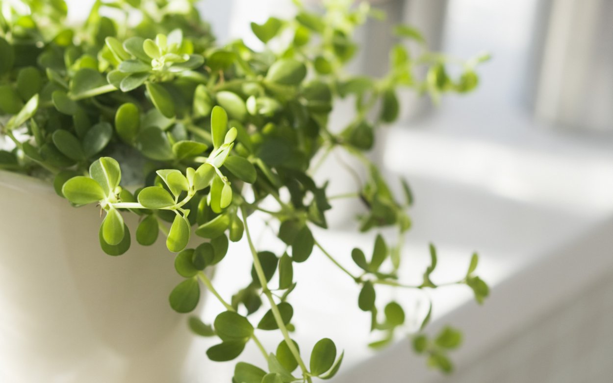 Мюленбекия цветение