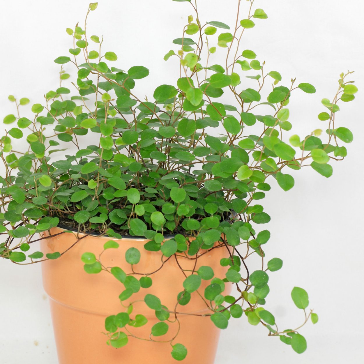 Мюленбекия грандифлора