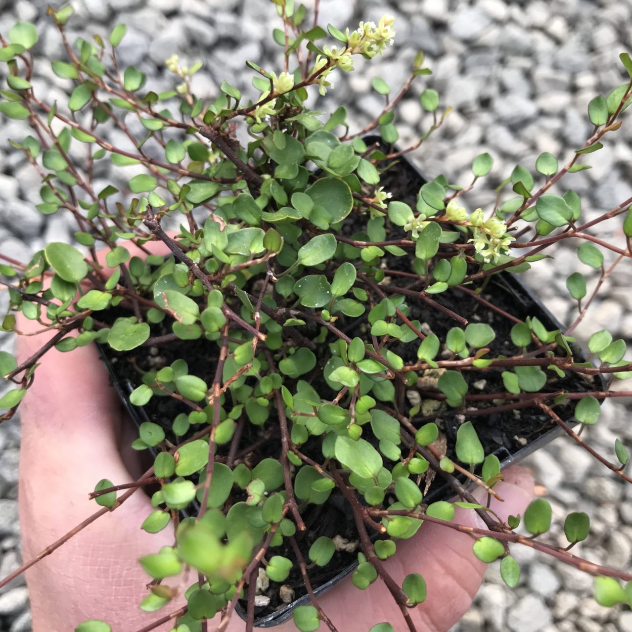 Мюленбекия спутанная