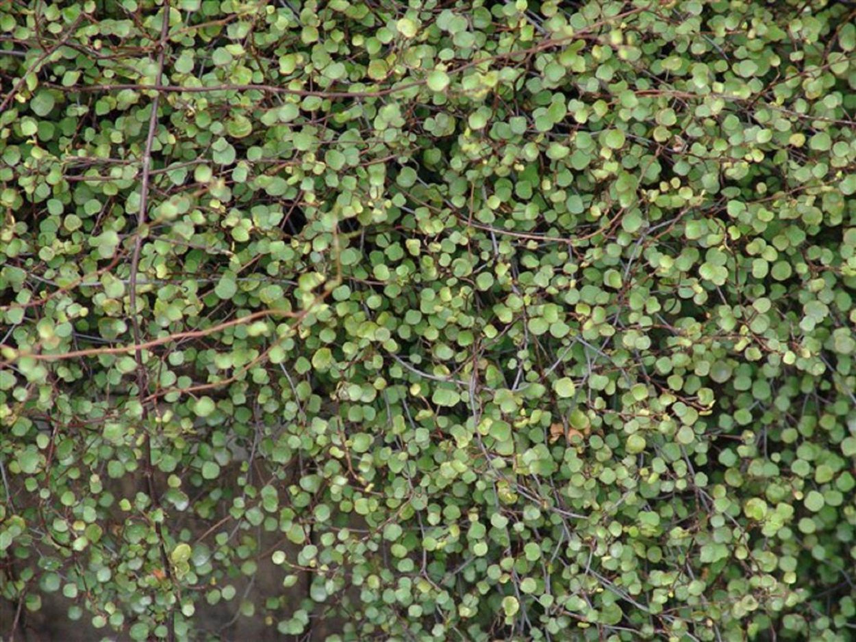 Мюленбекия спутанная