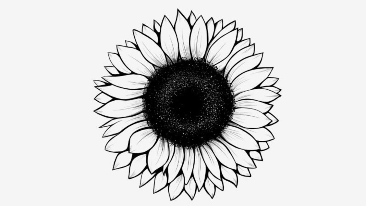 Подсолнух черно белый