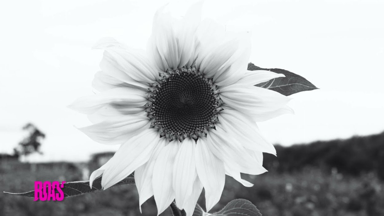 Подсолнечник чб