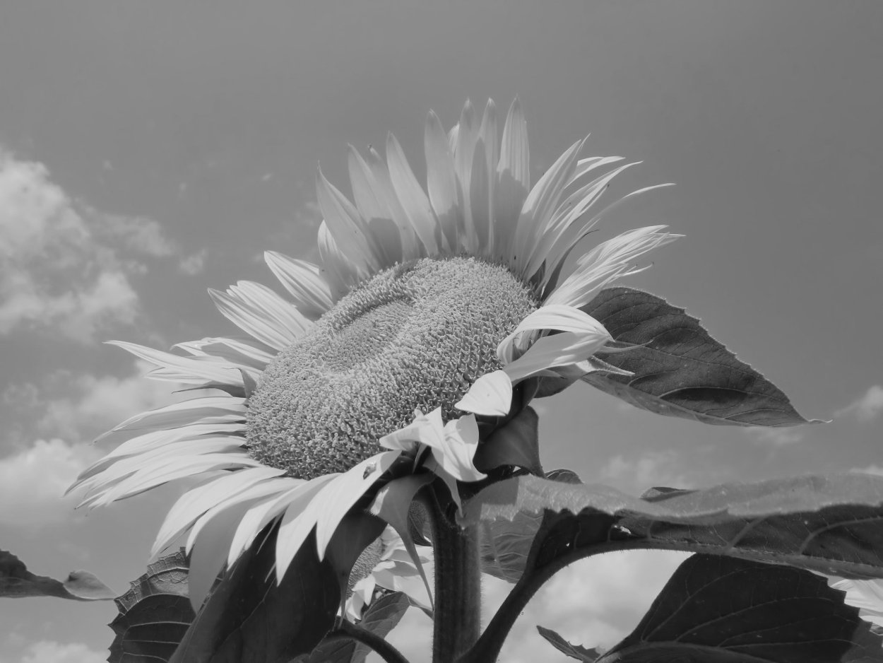 Подсолнух черно белый