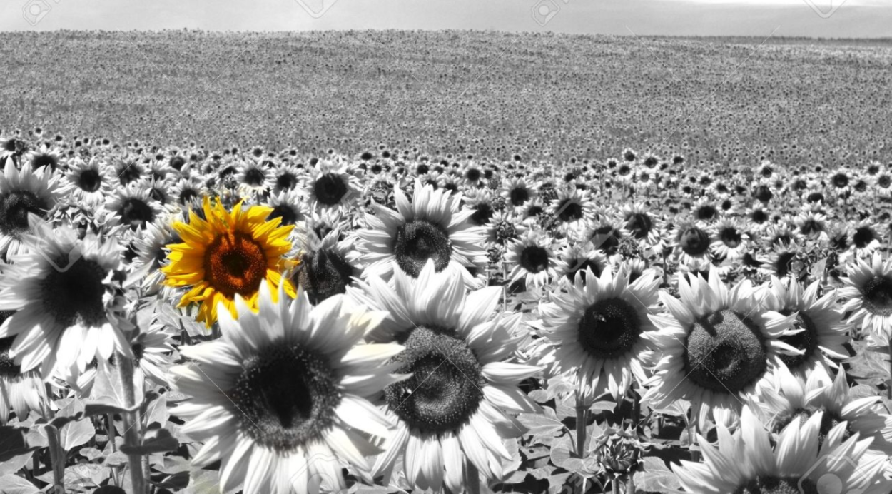 Поле подсолнухов черно белое